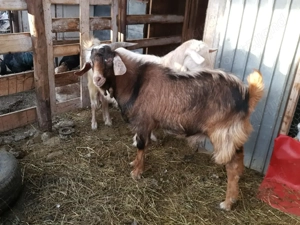Vând țap metis anglonubian cu saanen - imagine 3