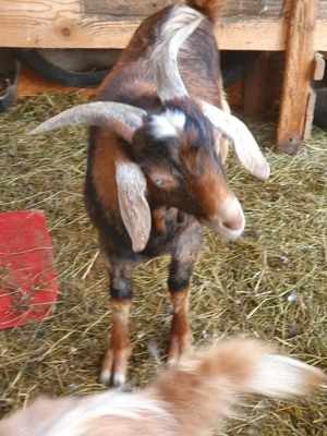 Vând țap metis anglonubian cu saanen