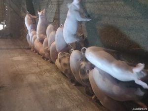 vand purcei - imagine 3