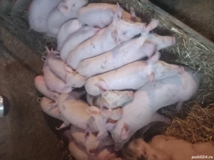 vand purcei - imagine 2