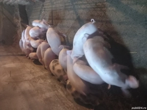 vand purcei - imagine 4