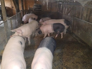 Vand porci 130 - 160 kg gospodărie proprie - imagine 2