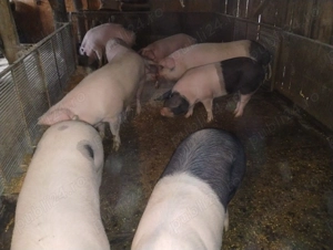Vand porci 130 - 160 kg gospodărie proprie - imagine 3