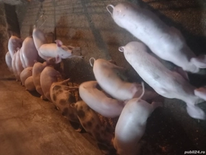 vand purcei - imagine 5