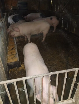Vand porci 130 - 160 kg gospodărie proprie