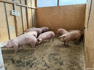 porci de carne  - imagine 3