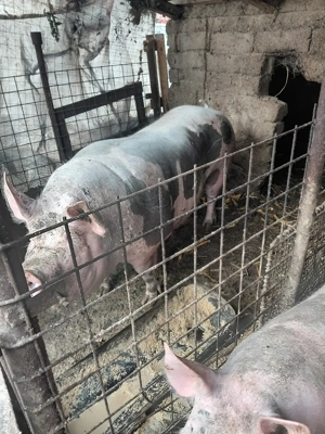 vând porc 