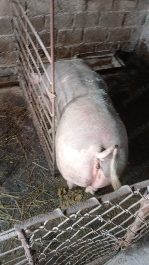 Porc pietrean pt craciun