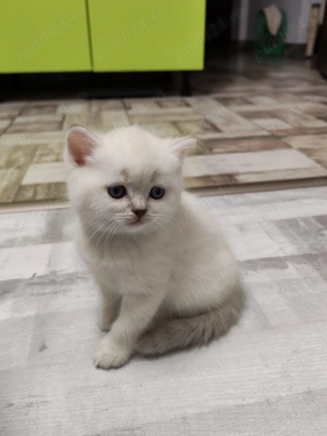 Scotish fold si straight  - imagine 3