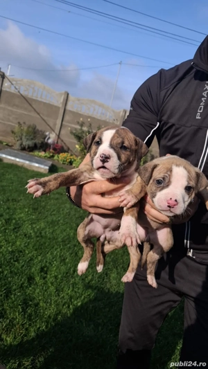 American Staffordshire Terrier (AmStaff - imagine 3