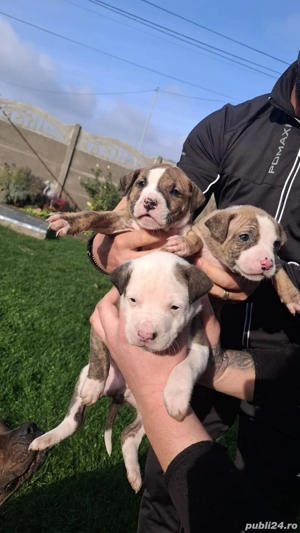 American Staffordshire Terrier (AmStaff - imagine 2