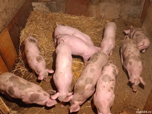 Purcei pietrain 3 luni jumate - imagine 4