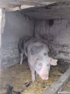 Vând porc  - imagine 2