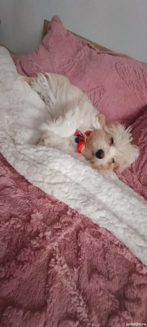 vand cacelus  Bishon havanez 