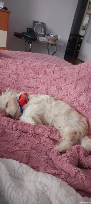 vand cacelus  Bishon havanez  - imagine 2