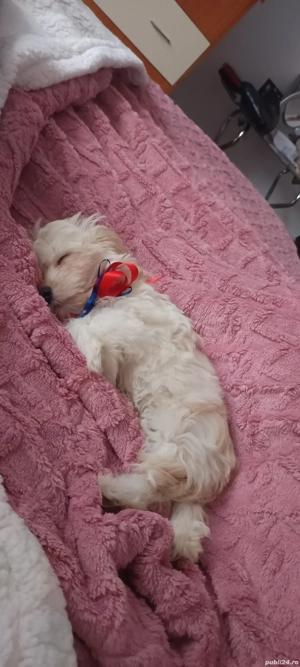 vand cacelus  Bishon havanez  - imagine 4