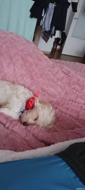 vand cacelus  Bishon havanez  - imagine 5