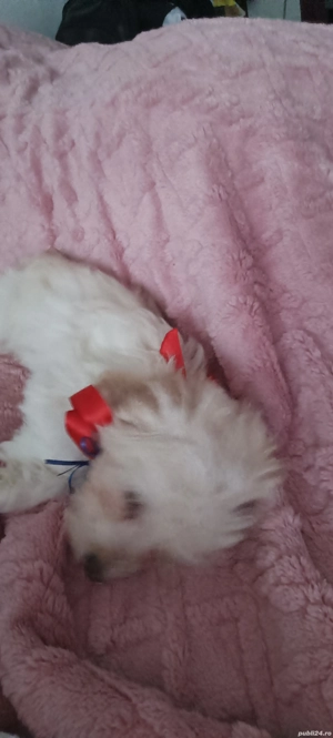 vand cacelus  Bishon havanez  - imagine 3