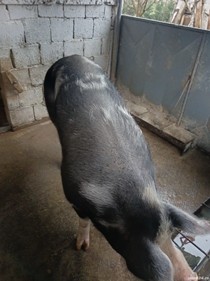 Porc de vanzare - imagine 3