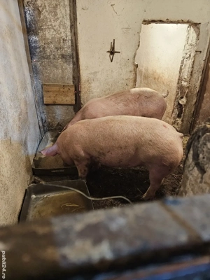 Porci rasă de carne 125-135 kg