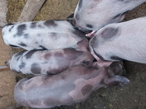 Vând purcei Pietrain  - imagine 2