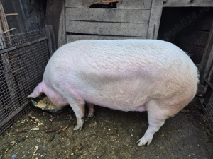 Porc pentru sacrificat