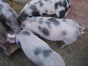 Vând purcei Pietrain 