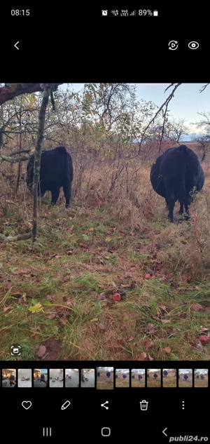 vaca  angus gestanta - imagine 2