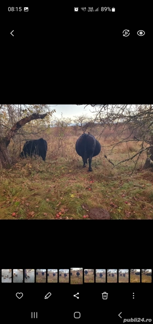 vițel angus de vanzare