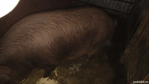 vând porci duroc de la 100 kg pana la 220 kg  - imagine 3