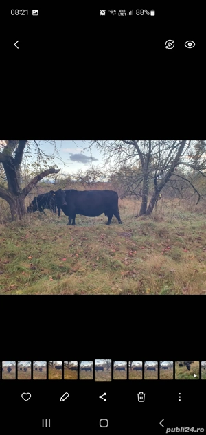 vaca  angus gestanta