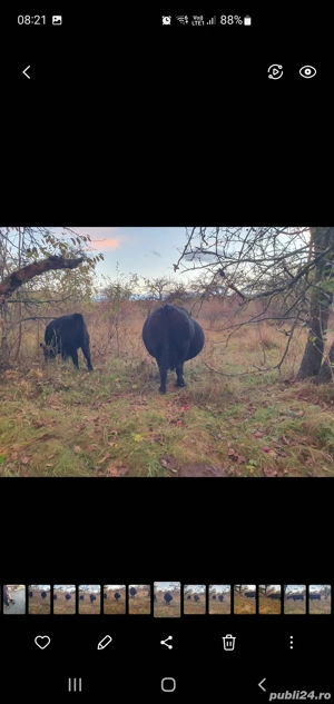 vaca  angus gestanta - imagine 3