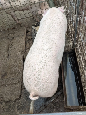 Vând porc pentru Crăciun  - imagine 4