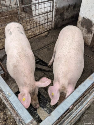 Vând porc pentru Crăciun  - imagine 5