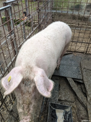 Vând porc pentru Crăciun  - imagine 2