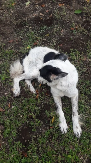 Ciobanesc de Bucovina  - imagine 3