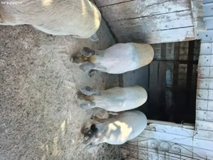 vand soldani  - imagine 2