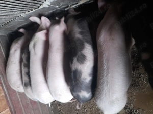 Purcei de vinzare - imagine 3