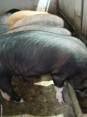 soldani 40 -45 kg - imagine 3