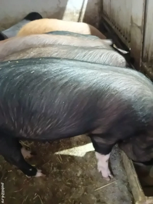 soldani 40 -45 kg - imagine 2