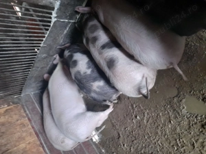 Purcei de vinzare - imagine 4