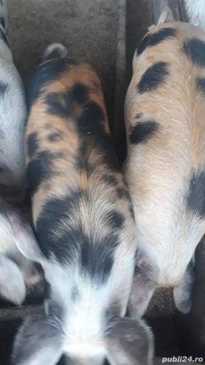 vindem porci  - imagine 3