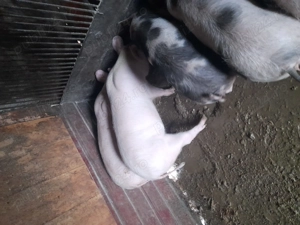 Purcei de vinzare - imagine 5