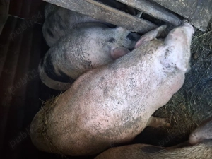 Vand porci de tăiat - imagine 4