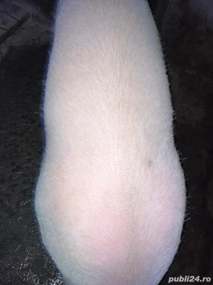 Porc de vanzare - imagine 2