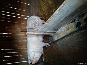 scroafe de vânzare  - imagine 2