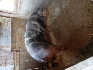 scroafe de vânzare  - imagine 3