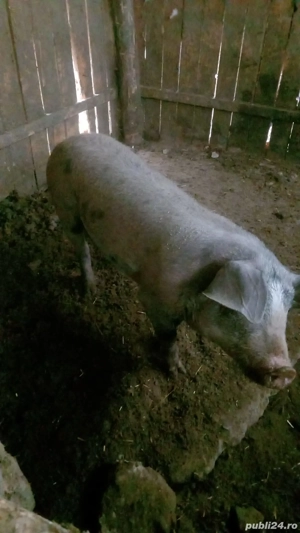 vând purcel ne castrat rasa duroc are 5 luni între 50 -si 60 kg 