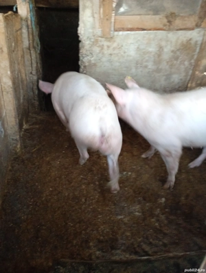 porci pt sacrificat  - imagine 2