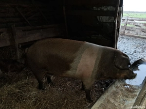 Vand porc de crăciun  - imagine 2